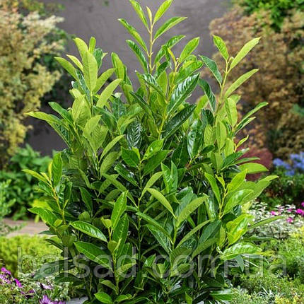 Лавровишня Елі / Prunus laurocerasus 'Elly', фото 1
