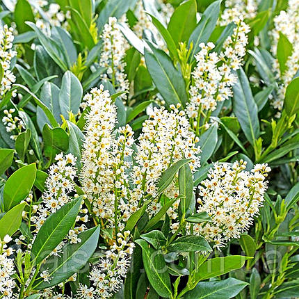 Лавровишня Елі / Prunus laurocerasus 'Elly', фото 3