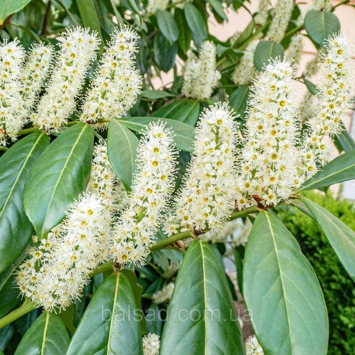 Лавровишня Генолія / Prunus laurocerasus 'Genolia'
