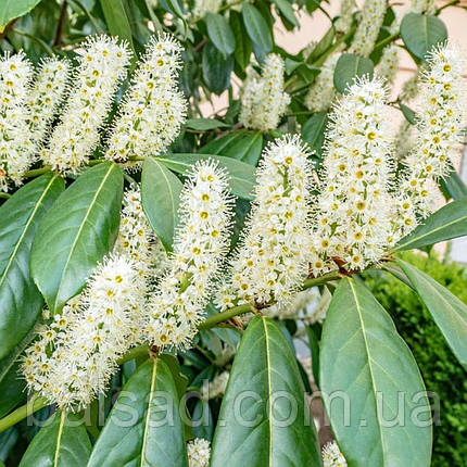 Лавровишня Генолія / Prunus laurocerasus 'Genolia', фото 1