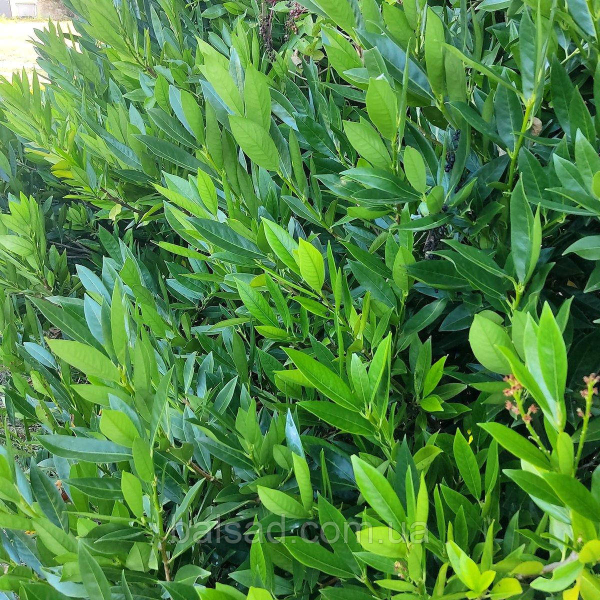 Лавровишня Отто Люйкен / Prunus laurocerasus 'Otto Luyken'