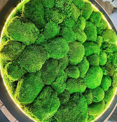 Кругла пенель зі стабілізованим мохом.Панно з моху.Картина з мохом, фото 4
