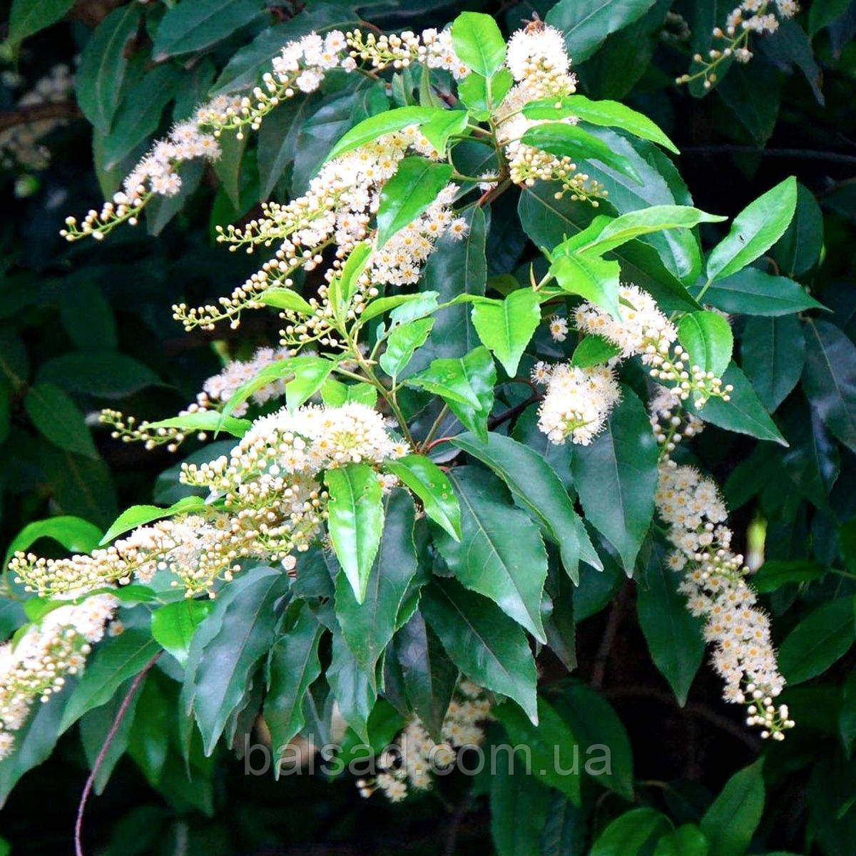 Лавровишня португальська Ангустифолія / Prunus Angustifolia