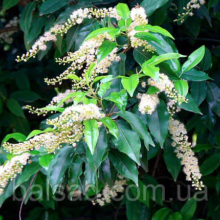 Лавровишня португальська Ангустифолія / Prunus Angustifolia, фото 1