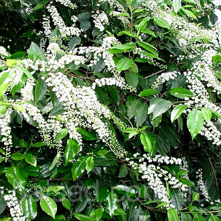 Лавровишня португальська Ангустифолія / Prunus Angustifolia, фото 3