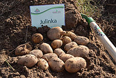 Насіннєва картопля Юлінка (Julinka), 2 репродукція, фото 3