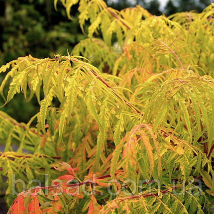 Сумах пухнастий Тайгер Айз / Rhus typhina Tiger Eyes, фото 3