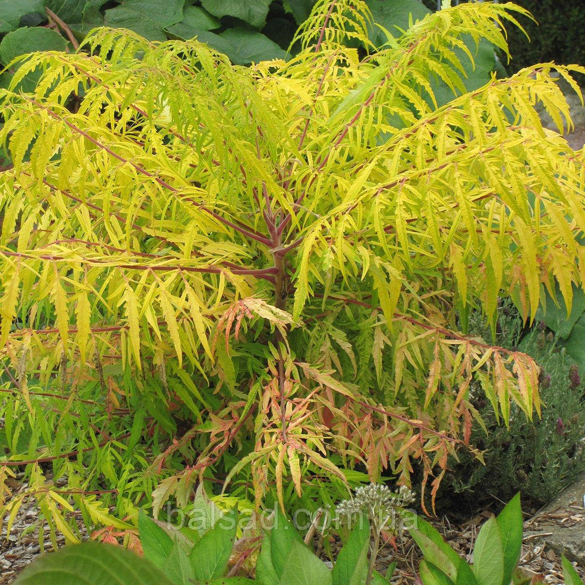 Сумах пухнастий Тайгер Айз / Rhus typhina Tiger Eyes