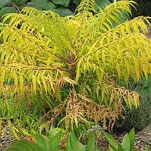 Сумах пухнастий Тайгер Айз / Rhus typhina Tiger Eyes