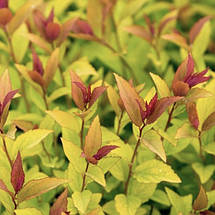 Спірея японська Меджик Карпет / С2 / Spiraea Magic Carpet, фото 3