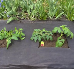 Чорне агроволокно Growtex 50 г/м кв, спанбонд для мульчування полуниці та інших рослин
