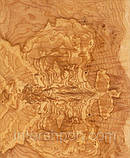 Шпон Ясень Корінь (Оливковий), фото 3