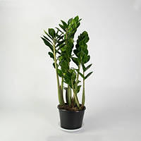 Zamio Zamiifolia Заміокулькас заміофолія 14 см горщик, 60 см висота