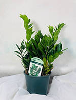 Заміокулькас заміофолія 14 см горщик 50-60 см висота