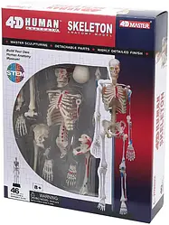 Об`ємна модель 4D Master Скелет людини (FM-626011)
