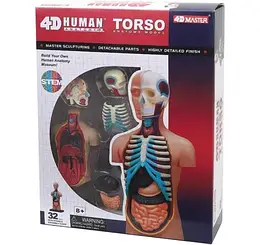 Об`ємна модель 4D Master Тулуб людини (FM-626003)
