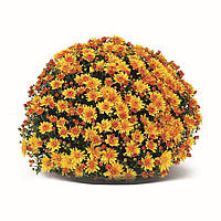 Хризантема Belgian Mums® Conaco Gold (Конако Голд). Мультифлора  розсада