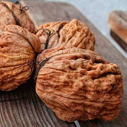 Волоський горіх "Велетень" (середній термін дозрівання) (2 летний1,5м)