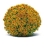 Хризантема Ciotat Red Gold (Сіотат Червоне золото). Мультифлора саджен, фото 3