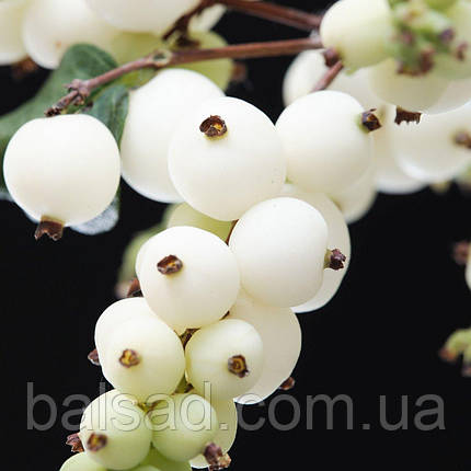 Сніжноягідник Меджикал Аваланш / Symphoricarpos Magical Avalanche, фото 1