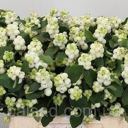 Сніжноягідник Меджикал Аваланш / Symphoricarpos Magical Avalanche, фото 3