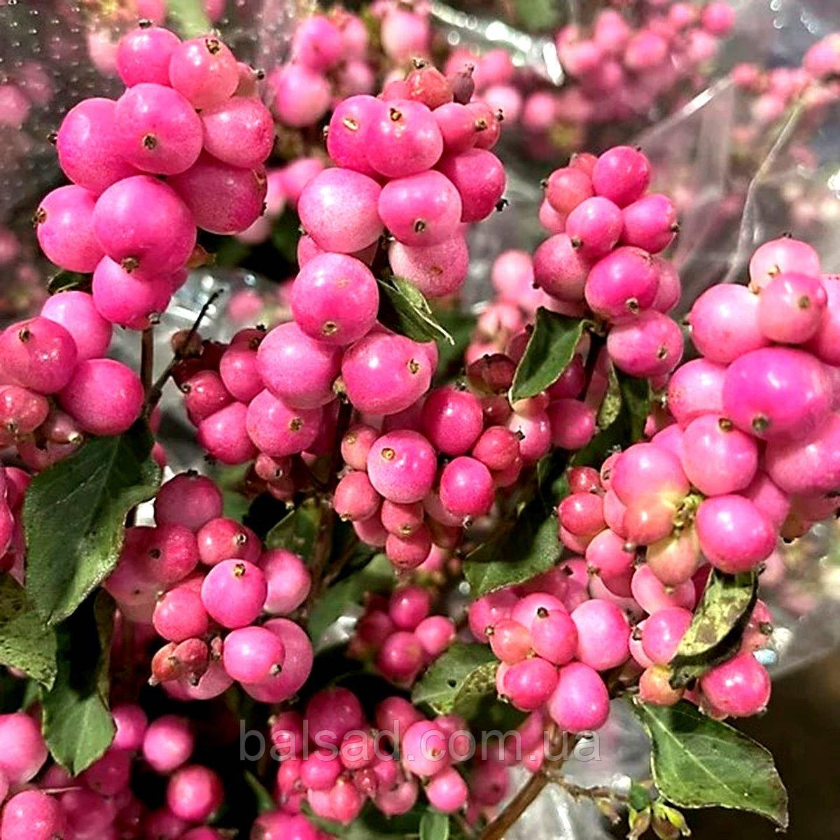 Сніжноягідник Меджикал Кенді / Symphoricarpos Magical Candy