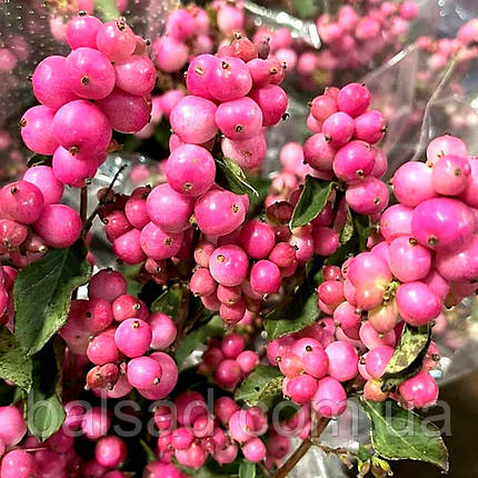 Сніжноягідник Меджикал Кенді / Symphoricarpos Magical Candy, фото 1