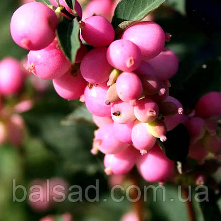 Сніжноягідник Меджикал Кенді / Symphoricarpos Magical Candy, фото 3