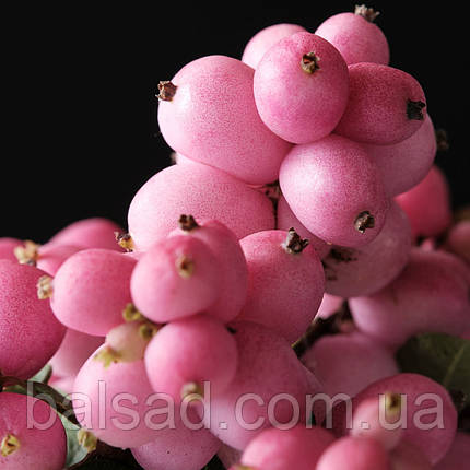 Сніжноягідник Меджикал Пінк Кушн / Magical Pink Cushion, фото 1