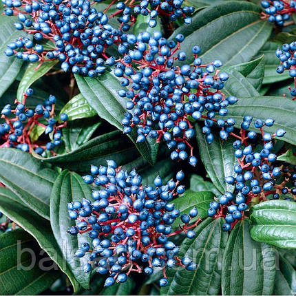 Калина Давида / Viburnum davidii, фото 1