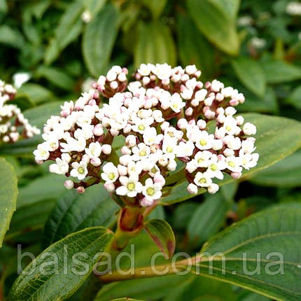 Калина Давида / Viburnum davidii, фото 4