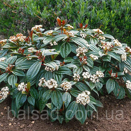 Калина Давида / Viburnum davidii, фото 3