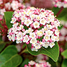 Калина духмяна Лілароз / Viburnum tinus Lilarose