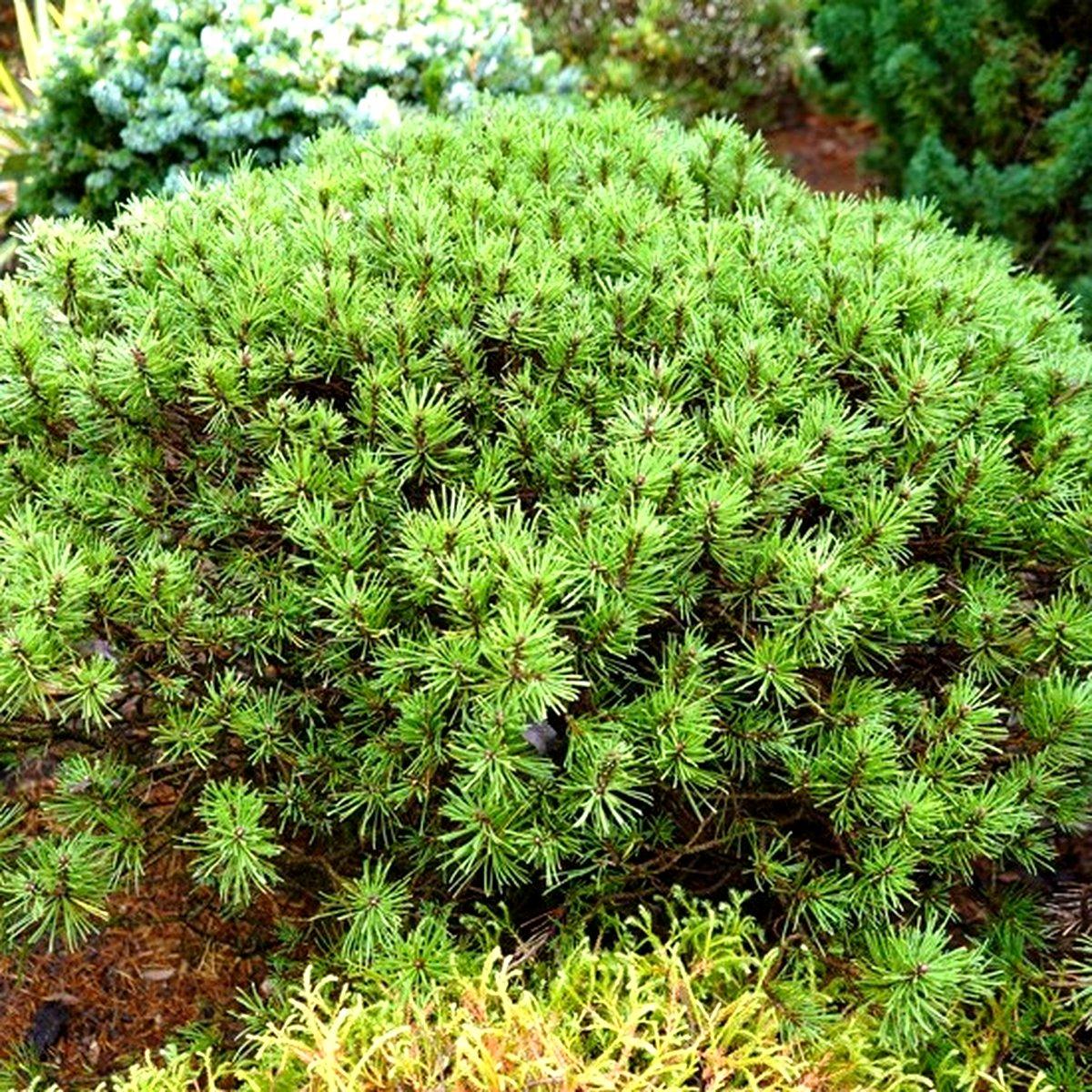 Сосна гірська Літл Леді / Pinus mugo 'Little Lady'