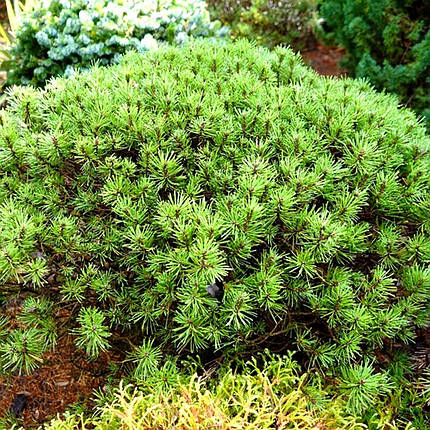 Сосна гірська Літл Леді / Pinus mugo 'Little Lady', фото 1