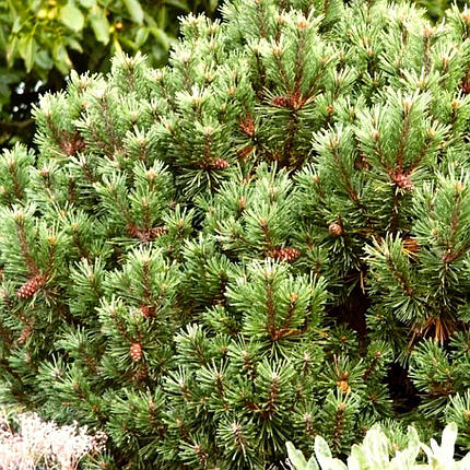 Сосна гірська Літл Леді / Pinus mugo 'Little Lady', фото 2