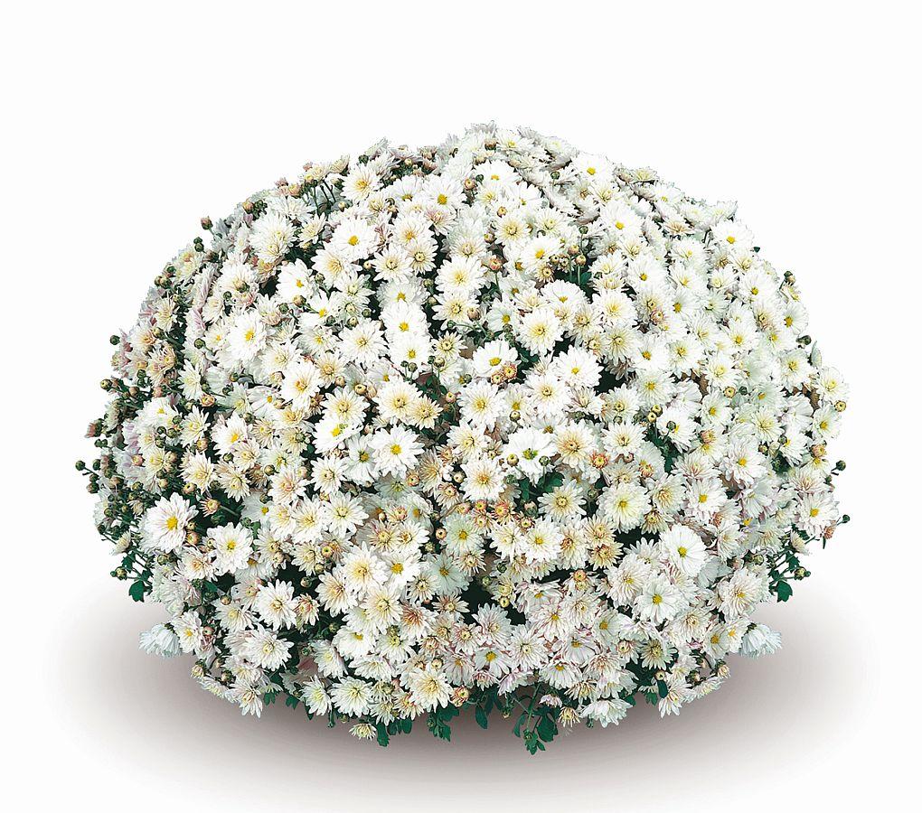 Хризантема Belgian Mums® Padre White (Падре Уайт). Мультифлора розсада, фото 1