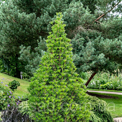 Сціадопітіс Грін Даймонд / Sciadopitys verticillata Green Diamond, фото 1