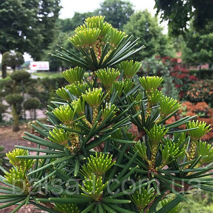 Сціадопітіс Грін Даймонд / Sciadopitys verticillata Green Diamond, фото 3