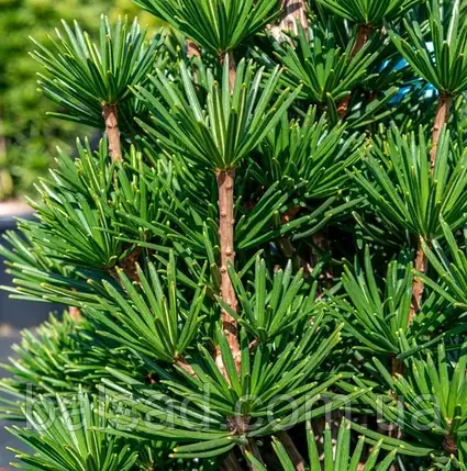 Сціадопітіс Грін Даймонд / Sciadopitys verticillata Green Diamond, фото 4