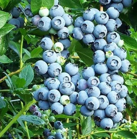 Лохина Блюкроп - еталонна, високоврожайна, морозостійкаР9, фото 1