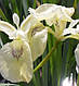 ІРИС БОЛОТЯНИЙ БІЛИЙ "СREME DE LA CREM" (дорослий кущ в технологічному горщику), фото 4