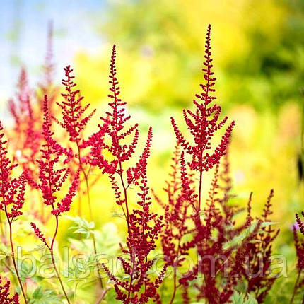 Астільба Глут / Р12 / Astilbe Glut, фото 3