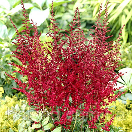 Астільба Глут / Р12 / Astilbe Glut, фото 1