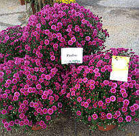 Хризантема Belgian Mums®  Padre Lilac (Падре Бузковий). Мультифлора  розсада