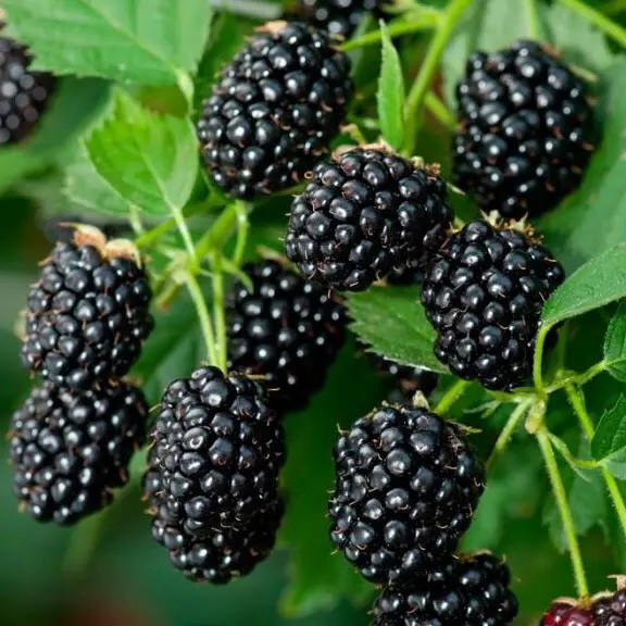 Ожина Джамбо – пізньоквітуча, стійка до хвороби, самозапильна, фото 1