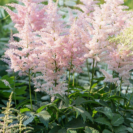 Астільба Європа / Р12 / Astilbe Europa, фото 2