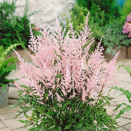 Астільба Європа / Р12 / Astilbe Europa, фото 1