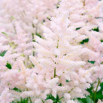 Астільба Європа / Р12 / Astilbe Europa, фото 3