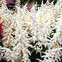 Астільба Дойчланд / Р12 / Astilbe Deutschland